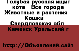 Голубая русская ищит кота - Все города Животные и растения » Кошки   . Свердловская обл.,Каменск-Уральский г.